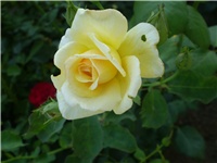 395d9ce1-Picture 160.jpg